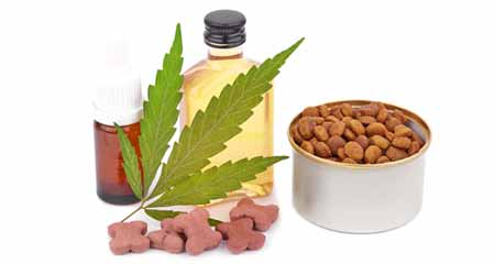 Benefits of Using CBD Oil to Pets