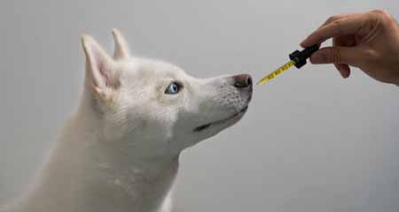 Get the Best CBD Oil for Pets