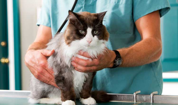 The Ultimate Guide to Keeping Your Cat Healthy